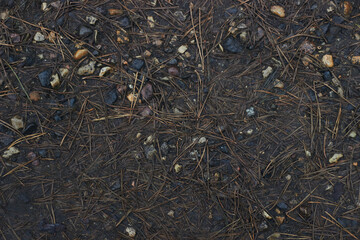 a ground texture background with pieces of grass small rocks pebbles and dirt pine needles