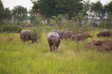 Several buffaloes in a green meadow