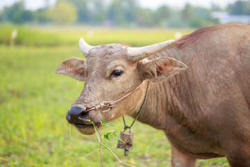 Cows eat grass in the middle of the field.