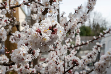 abricotier en fleurs