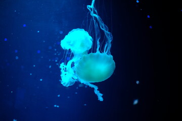 Uniquely shaped jellyfish in a big aquarium