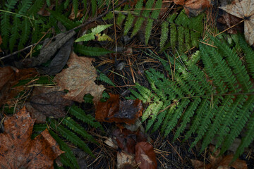 A variety of green botanical species fern clover round leafs shot in the dark autumn forest