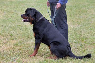 Formidable rottweiler is sitting on the green grass in the summer park with his owner. Pet animals. Purebred dog.