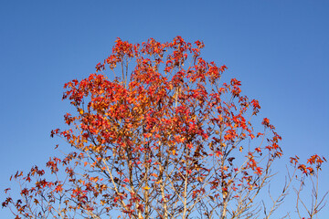 red maple leaves against a blue sky in autumn in Brazil