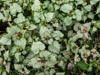 Spotted dead-nettle (Lamium maculatum). Low-growing, carpet of heart-shaped, silvery green leaves...