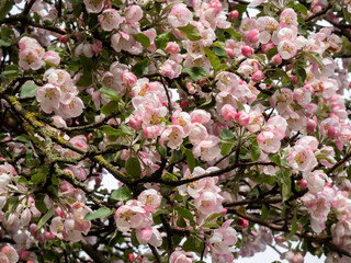 White and pink buds and blossoms of apple tree flowering in an orchard after rain in spring. Branches full with flowers with open and closed petals. Seasonal and floral scenery