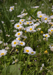 many small white daisies on the green meadow.