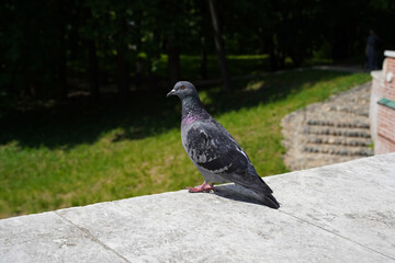 A gray urban pigeon with an orange eye in the park. Side view, at eye level