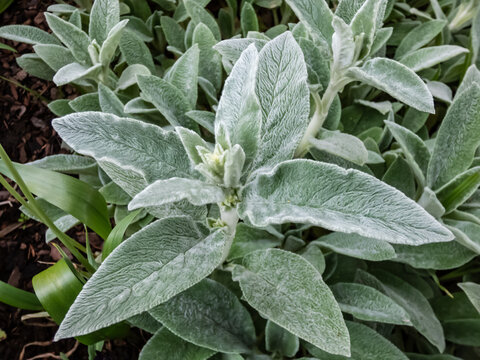 Lamb's ear (Stachys byzantina) 'Silver Carpet'. Evergreen carpeting perennial, dense mat of grey-white, soft, woolly foliage with elliptic leaves forming a ground cover after rain