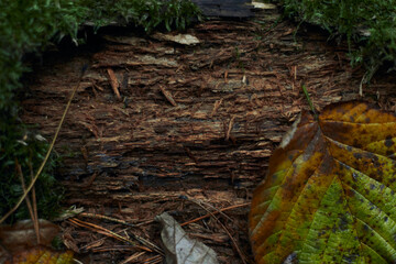 Dry autumn oak leaf on wet bark of a tree background with green moss and foliage after rain