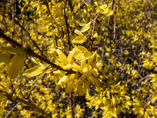 Deciduous shrub - the Easter Tree (Forsythia) 'Maluch' in full bloom with bright yellow flowers in bright sunlight with blue sky in background in spring