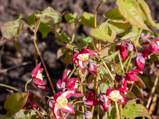 Close-up of the plant with heart-shaped leaves - the Red Barrenwort, Fairy wings or Bishop's Hat (Epimedium x rubrum) flowering with tiny, crimson and pale yellow flowers