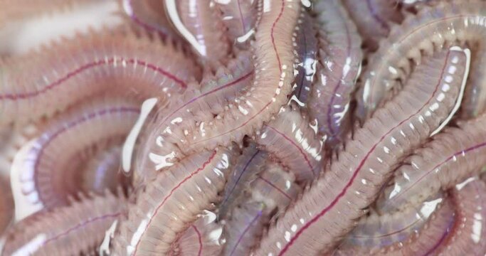Sand Worm (Perinereis sp.) is the same species as sea worms (Polychaete), Living in a beach area with relatively shallow water levels for education in laboratory.