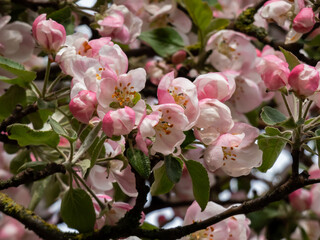 White and pink buds and blossoms of apple tree flowering in an orchard after rain in spring. Branches full with flowers with open and closed petals. Seasonal and floral scenery