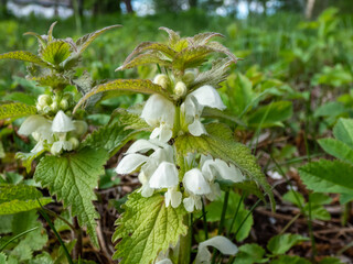 The white nettle or white dead-nettle (Lamium album) flowering with white flowers in grassland surrounded with green vegetation