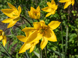 Close-up shot of scented, wild tulip or woodland tulip (Tulipa sylvestris) with bright, buttercup yellow flowers with a green rib running outside and pointed petals flowering