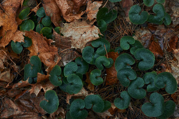 A variety of green botanical species fern clover round leafs shot in the dark autumn forest
