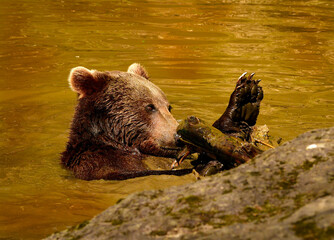 A brown bear is playing with a branch in the water