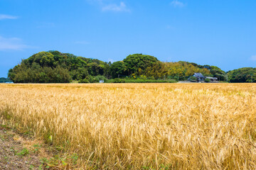 福岡県の糸島は小麦の産地の風景
