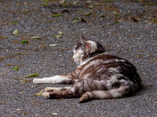 Long-haired calico cat relaxing in the shade (Sano, Tochigi, Japan)