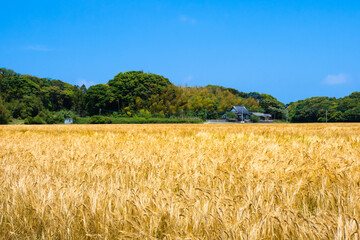 福岡県の糸島は小麦の産地の風景