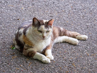 Fototapeta premium Long-haired calico cat lying on a pavement (Sano, Tochigi, Japan)