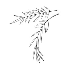 Vector outline spice rosemary sprigs in doodle style. Clip art for kitchen, design of packaging and wrapping paper, menus, restaurants, products