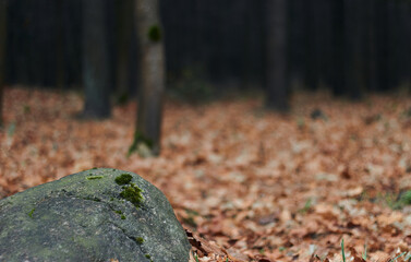 Old forest stones covered with moss against the background of fallen autumn leaves and pine needles