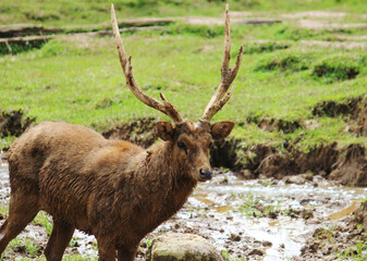 RED DEER THAT PLAYS IN MUD