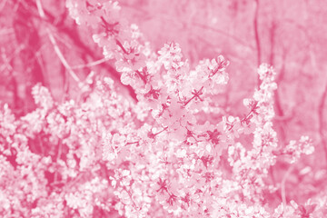 Cherry blossoms. Selective focus. Color toned.