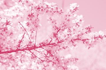 Obraz premium Cherry blossoms. Selective focus. Color toned.