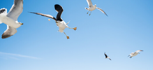 Seagulls catch pieces of food in flight.