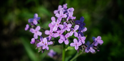 Flowers of Hesperis Matronalis, close-up.  Shallow depth of field.