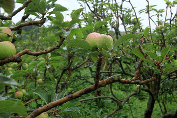 Green apples grow on the tree. Selected focus