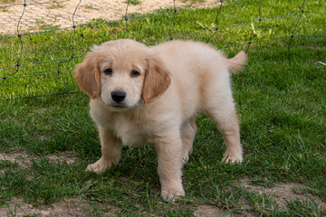 Golden Redriver- Labrador- Flat-Coated Retriever Welpen