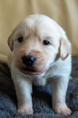 Golden Redriver- Labrador- Flat-Coated Retriever Welpen