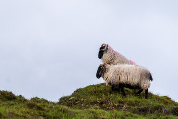 Obraz premium two mayo blackface sheep standing on a grassy hill in Wild Nephim national park Ireland