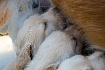 Golden Redriver- Labrador- Flat-Coated Retriever Welpen
