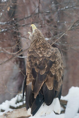 Beautiful white-tailed eagle is sitting on the branch of wood. Gray sea eagle or eurasian sea eagle. Bird of prey. Animals in wildlife.