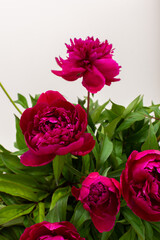 Peonies close up, part of a home interior, house decoration with flowers, cozy summer background