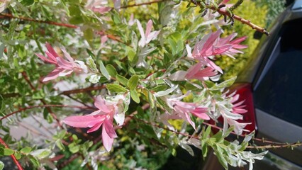wholesale willow 'hakuro-nishiki'