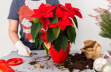Transplanting a Poinsettia Christmas flower into a new red ceramic pot, a woman in a Santa t-shirt transplanting a flower at home