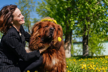 Smiling woman hugging tibetan mastiff dog with wreath of yellow flowers outdoors. Girl and dog...