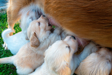 Golden Redriver- Labrador- Flat-Coated Retriever Welpen