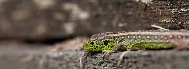 Lacerta agilis. Sand lizard lounging on a piece of old gray wood.