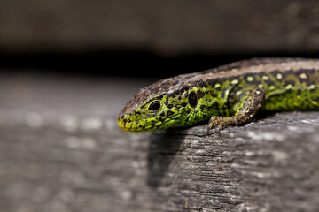 Lacerta agilis. Sand lizard lounging on a piece of old gray wood. Portrait, macro.