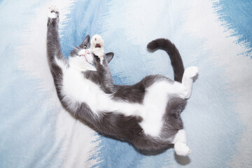 Fototapeta premium small gray cat with a white belly. Lies upside down with his stomach.