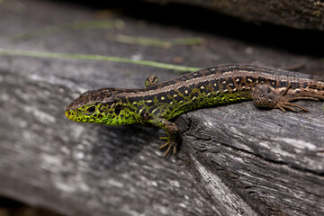 Fototapeta premium Lacerta agilis. An sand lizard with three ticks stuck in it.