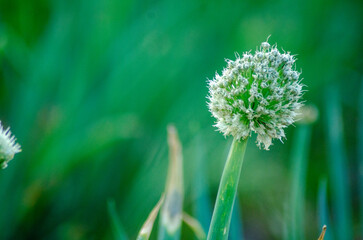 Obraz premium ネギ坊主