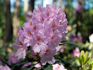 Purple rhododendron flowers in bright light
